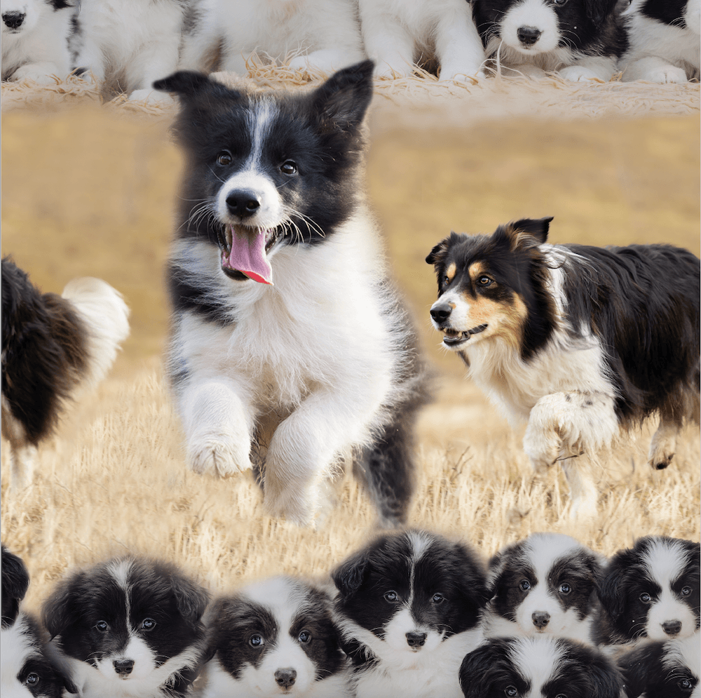 Trikoo Bordercollie
